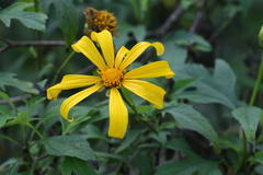 Tithonia diversifolia